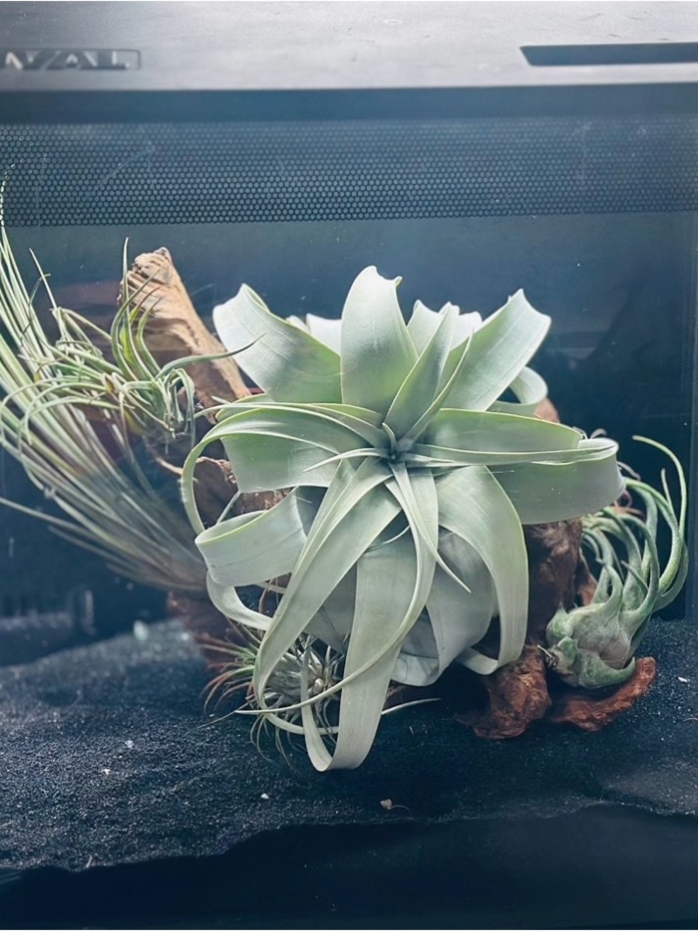Driftwood air plant display log & fertilizer bundle